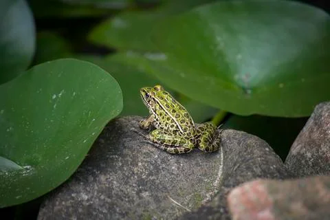 Sunbathing Frog Stockfoto's