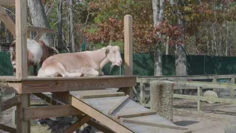 Sunbathing Goat Stock Footage 262798309