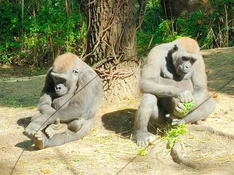Sunbathing gorillas Stock Photos