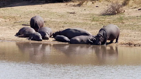 Sunbathing Hippos in Kruger Park Stock Footage 252337430