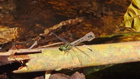 Sunbathing Jungle Dragonfly Stock-Footage 157635956