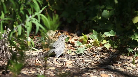 Sunbathing juvenile robin Stock Footage 29154896