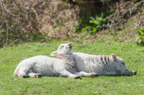Sunbathing lambs Stock Photos