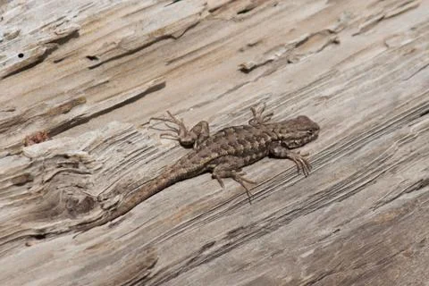 Sunbathing Lizard Stock Photos