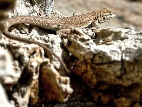 Sunbathing Lizard on the Rock Stock Photos