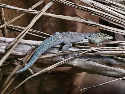 Sunbathing Lizard On Tree Branch. Wildlife Scene Of Green Lizard Basking Un.. Stock Photos