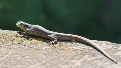 Sunbathing lizard on weathered rock Stock Footage 339659294