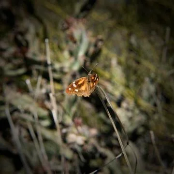 Sunbathing moth on the Second Water Trail, Superstition Wilderness, Arizona Stock Photos