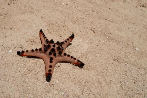 Sunbathing Stock Photos