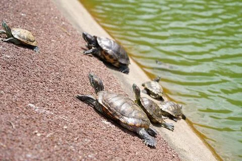 Sunbathing Red-eared Slider Turtles on Pond Bank Stock Photos