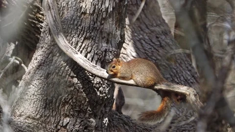 Sunbathing Red Squirrel - Golden Hour, Bare Winter Trees Video stock 306838400