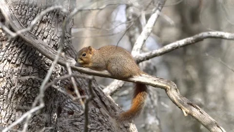 Sunbathing Red Squirrel - Golden Hour, Bare Winter Trees Stock Footage 306838998