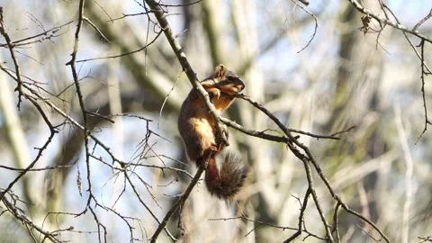 Sunbathing Red Squirrel - Golden Hour, Bare Winter Trees Video stock 306839567