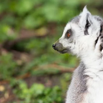Sunbathing ring-tailed lemur in captivity Stock Photos