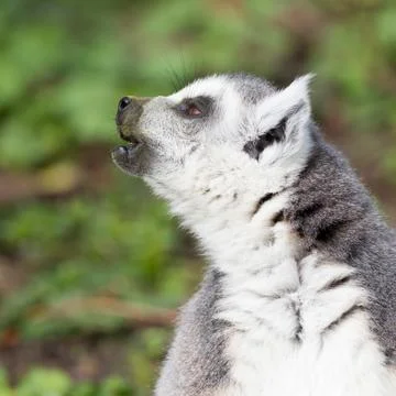 Sunbathing ring-tailed lemur in captivity Stock Photos