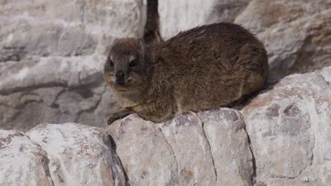Sunbathing Rock Hyrax, Also Known as a Dassie. Stock Footage 308715107