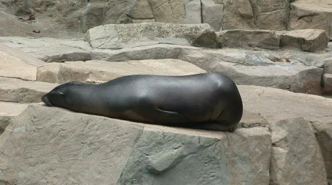 Sunbathing Sea Lion Video stock 97870