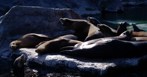 Sunbathing sea lions Stock Footage 101523305