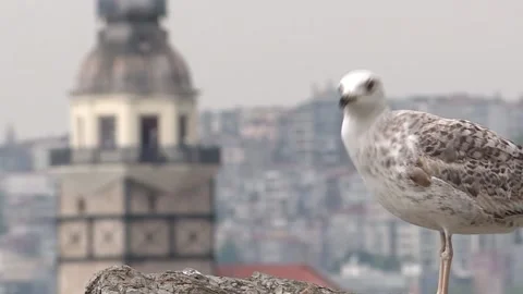 Sunbathing seagull and maiden tower in the background. Video stock 147022176
