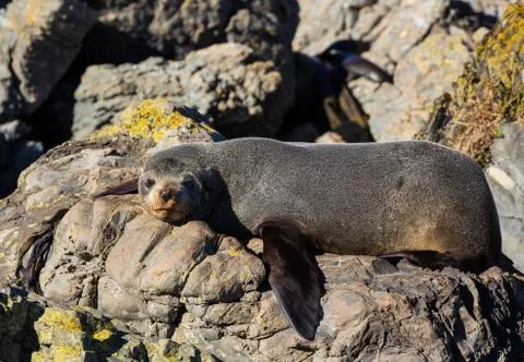 Sunbathing seal Stock Photos