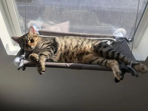 Sunbathing tabby cat napping in a window perch Stock Photos