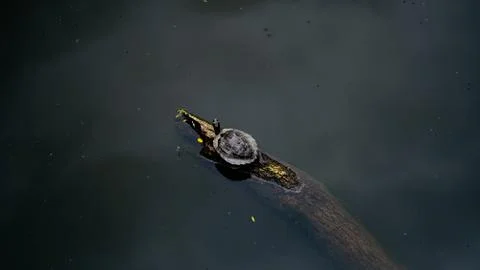 Sunbathing Tortoise In A Pond Stock Photos