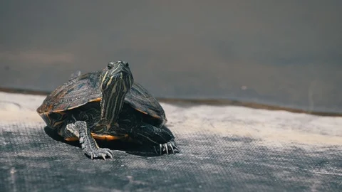 Sunbathing Turtle Stock Footage 92062813