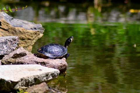 Sunbathing turtle Foto stock