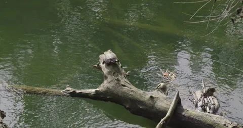 A sunbathing turtle rests on a fallen log in a quiet California creek Stock Footage 328055725