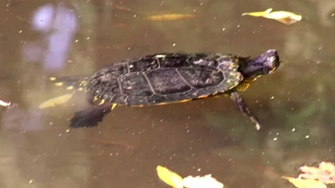Sunbathing turtle at the shore of a lake warming up in the sunshine as reptiles Stock Footage 286112315