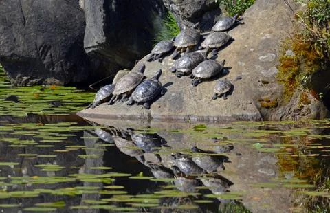Sunbathing turtles Stock Photos