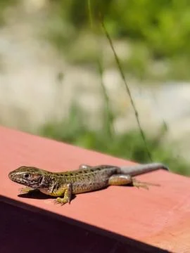 Sunbathing Wall Lizard on Red Fence in Natural Outdoor Environment. Stock Photos