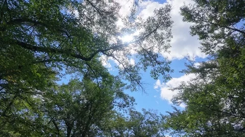 Sunbeam and Vast Blue Sky Framed by Green Leaves Stock Footage 346255187