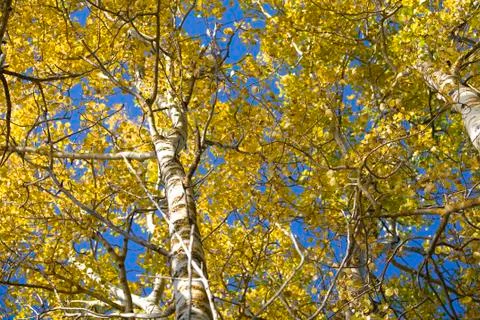 Sunbeam aspen Stock Photos