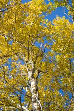 Sunbeam aspen Stock Photos