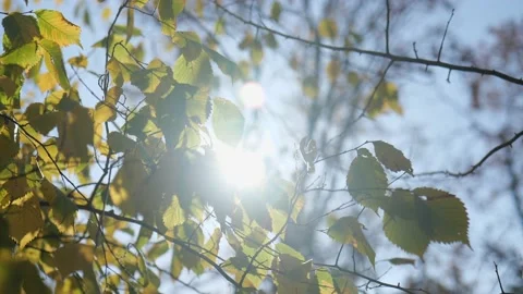 Sunbeam beautifully break through the green-yellow leaves on a tree Stock Footage 221435569