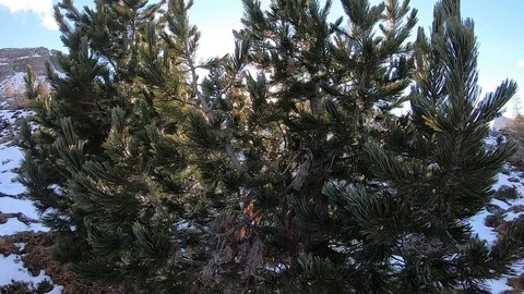 Sunbeam between the fir branches Stock Footage 104966647