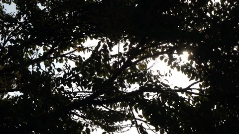 Sunbeam between the thick leaves of trees Stock Footage 119101994