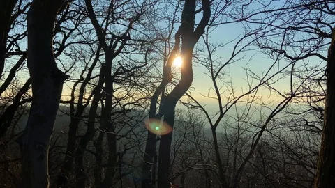 Sunbeam between the trees Motionlapse Stock Footage
