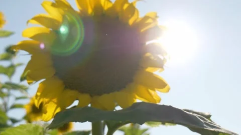 Sunbeam breaking through Bright petals of blooming sunflower Stock Footage 313143095