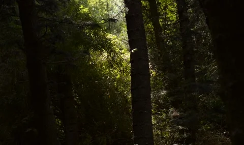 Sunbeam Breaking Through Dark Forest in Slow Motion Vídeos de archivo 327568588