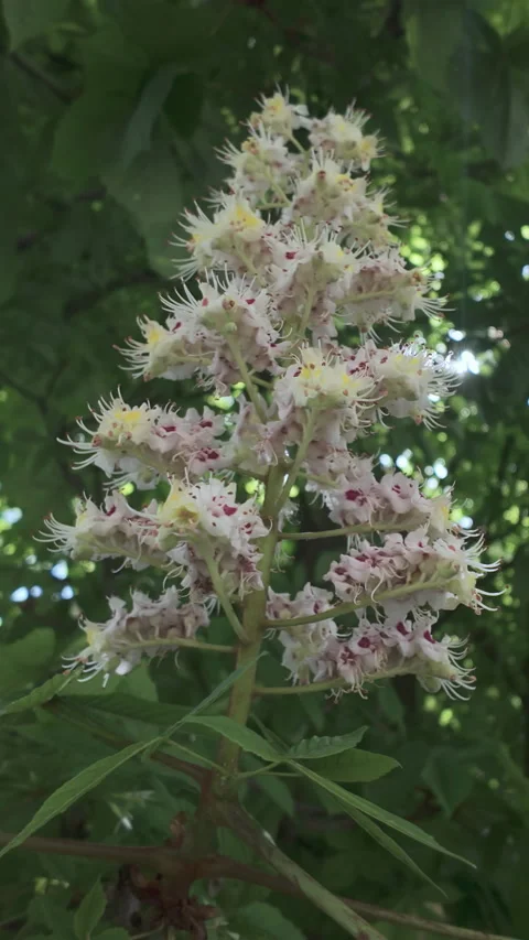 Sunbeam breaking through dense foliage of blooming Horse Chestnut tree, flowers Stock Footage 314714780