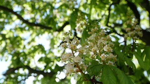 Sunbeam breaks through the branches and leaves of the tree Stock Footage 154157476