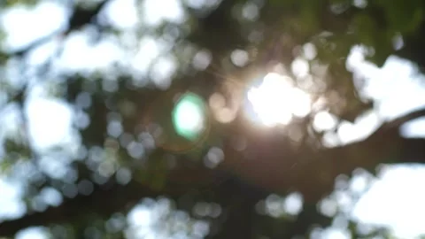 Sunbeam breaks through the branches and foliage of a tree Stock Footage 244046111