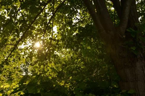Sunbeam captured in a tree Stock Photos
