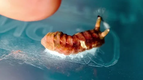 Sunbeam caterpillar affected by a parasitoid attack - Curetis insularis Stock Footage 339273908
