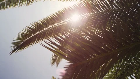 Sunbeam coming through palm tree leaves 스톡 동영상 81543073