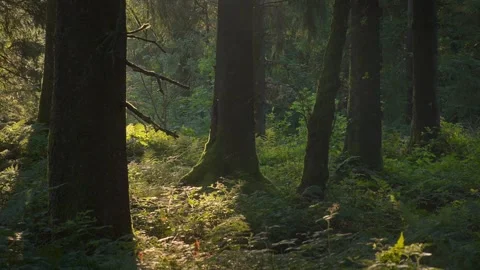 Sunbeam Cutting Across Dense Forest and Green Understory 4K Stock Footage 341690098