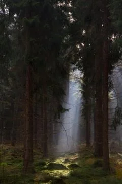 Sunbeam in dark pine forest Stock Photos