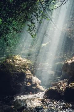 Sunbeam in deep forest in Ida Mountain (Kazdagi or Kaz Daglari) National Pa.. Stock Photos